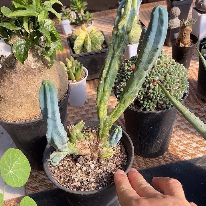 无花朵神龙木缀化锦一物一拍下单包邮有瑕疵