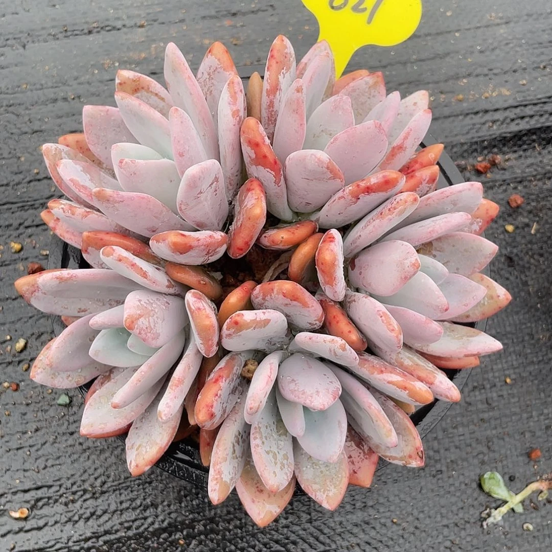 粉兔群生多肉植物621