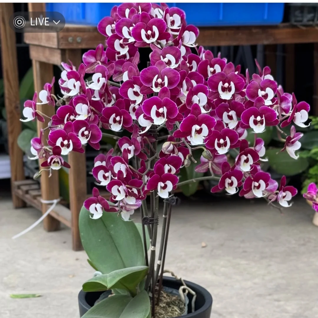 双花剑【玖九团圆】3.0寸加高杯 开花珠 黑色蜡质花