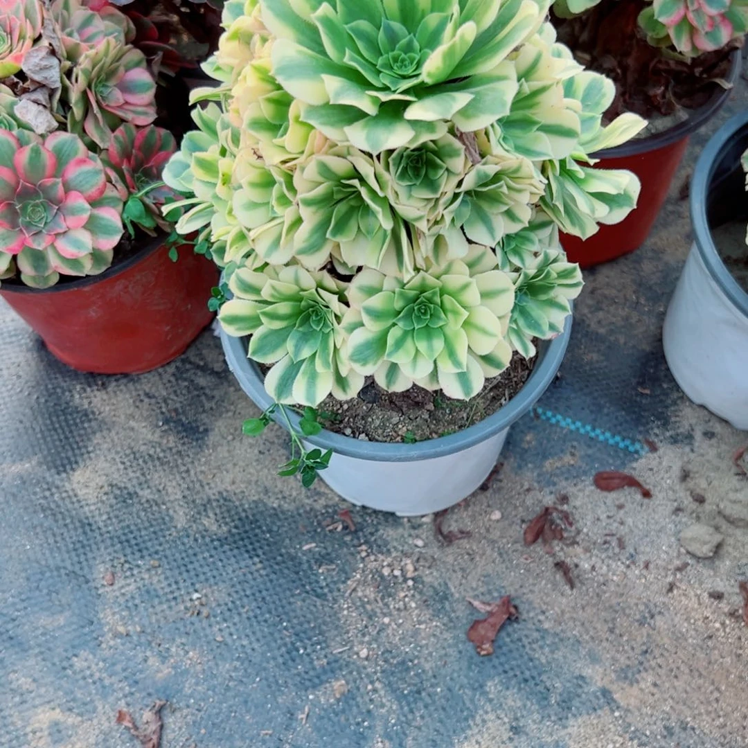 134辛尼亚多肉植物法师多肉