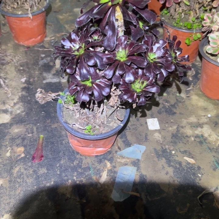 不包侧枝一物一拍14