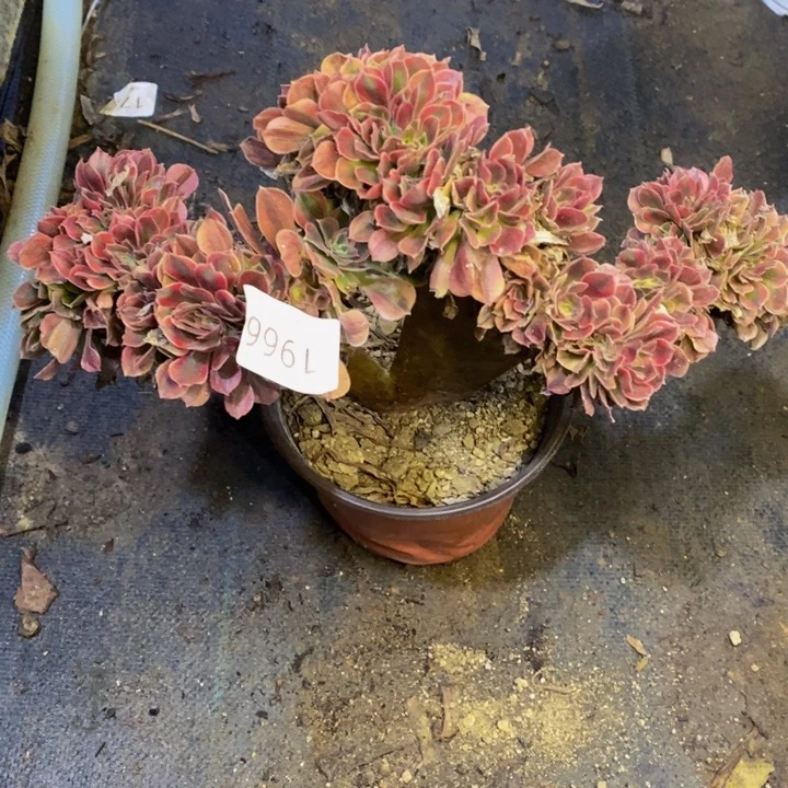 洛神多肉断头不包1966