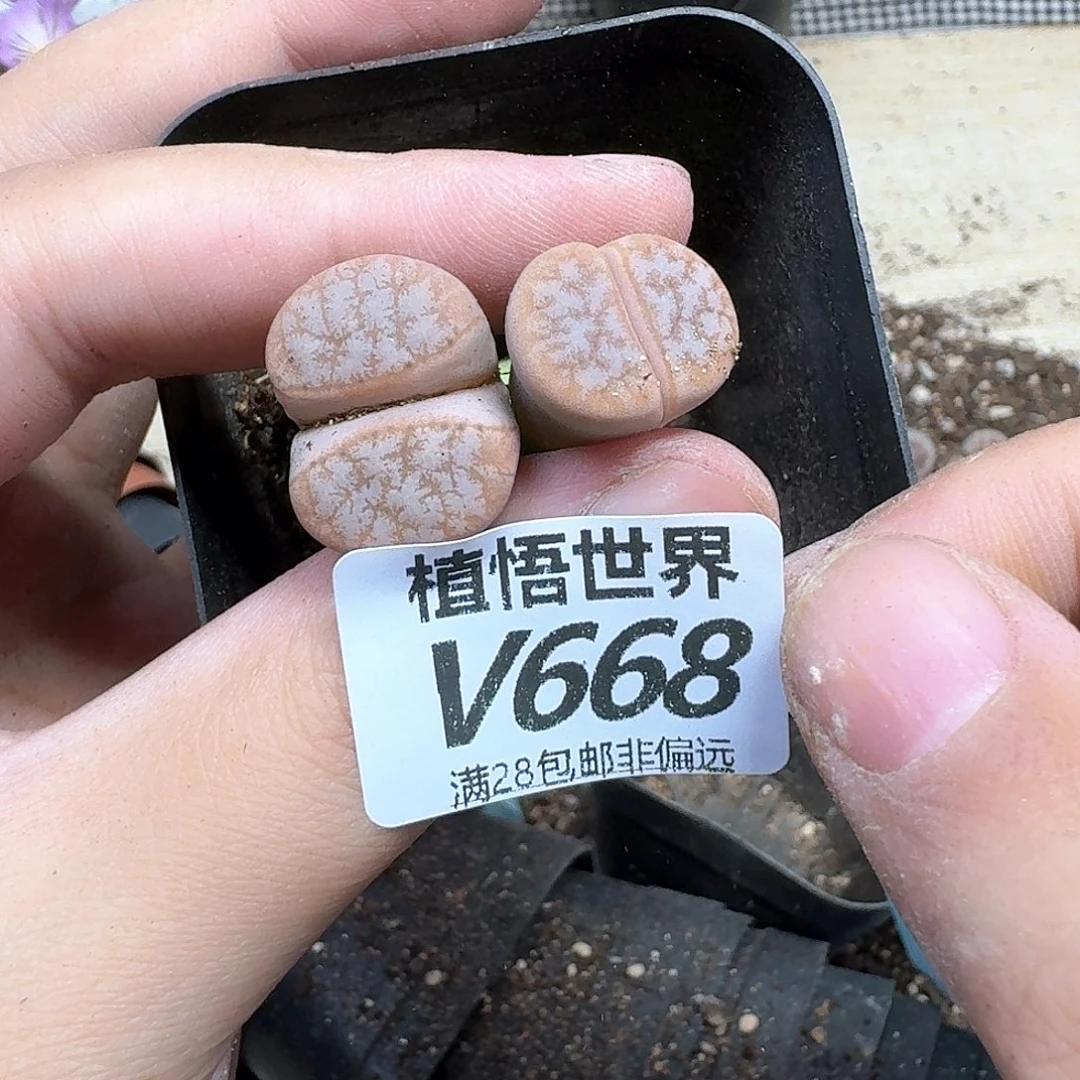 多肉植物的润泽dvb
