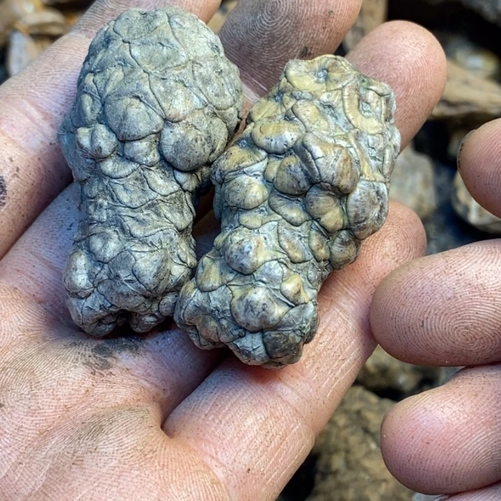 桃核吊坠娜姐真的169