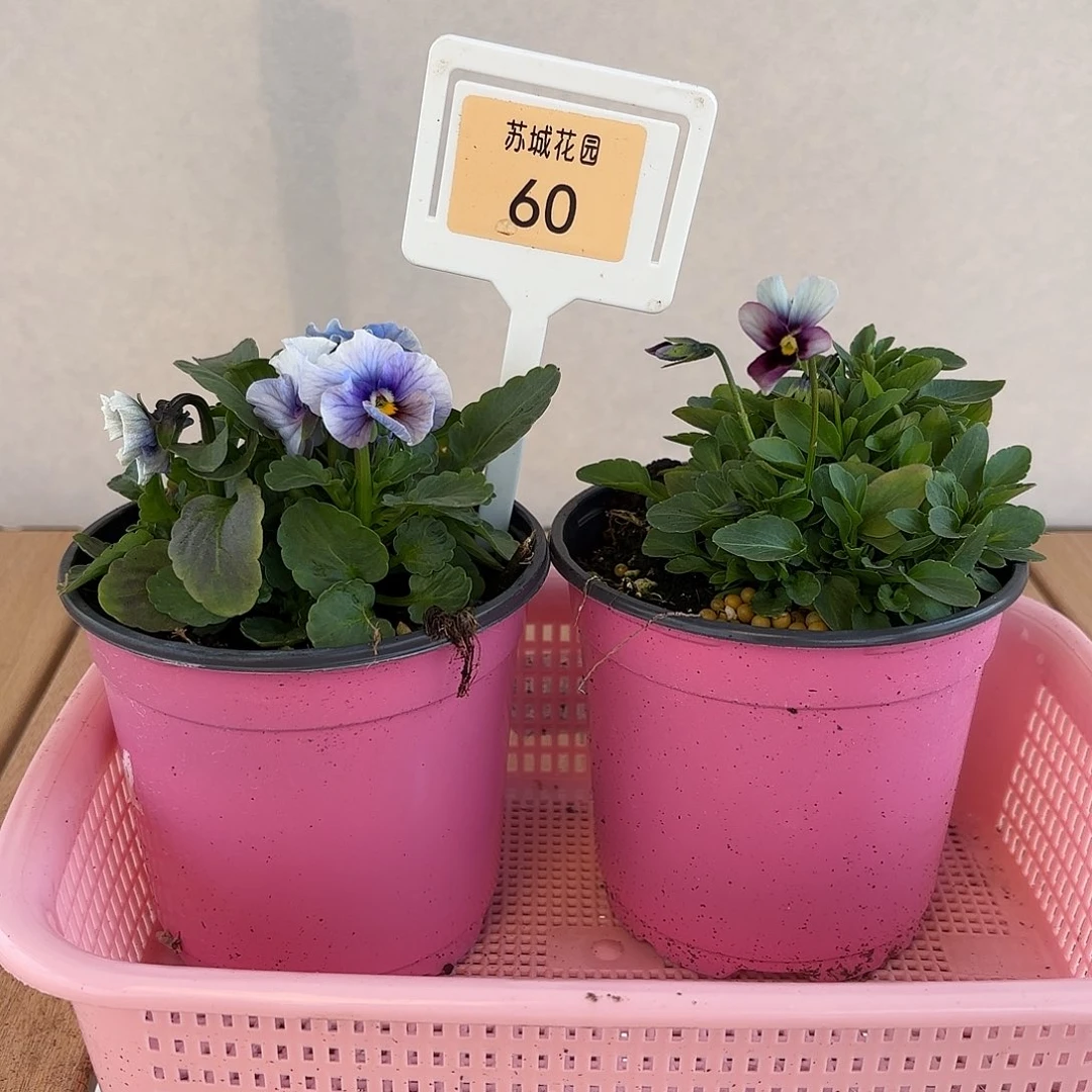 大部分开放少量花苞60