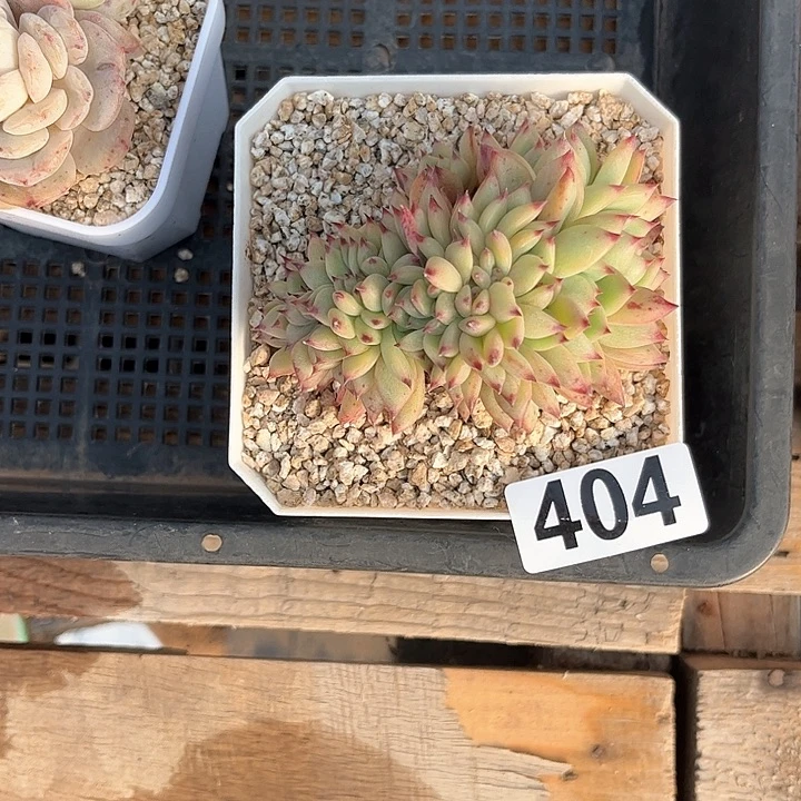 春*多肉植物一物一拍