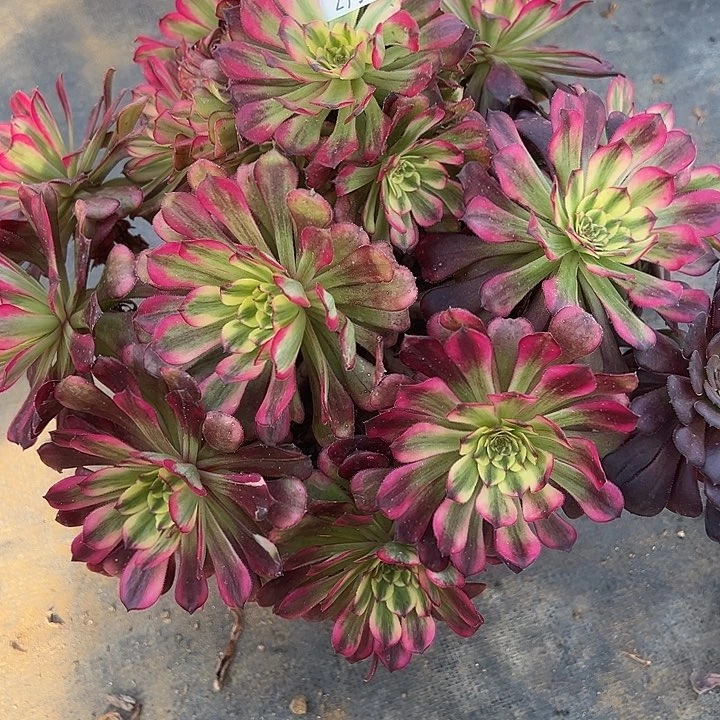 2.11-19舞天姬多肉