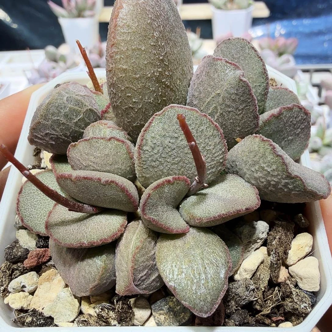 妖姬水泡多肉植物