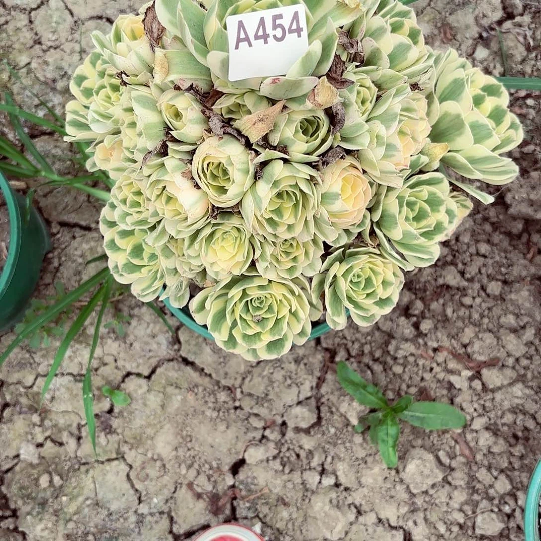 迈巴赫8-44偏远不包邮