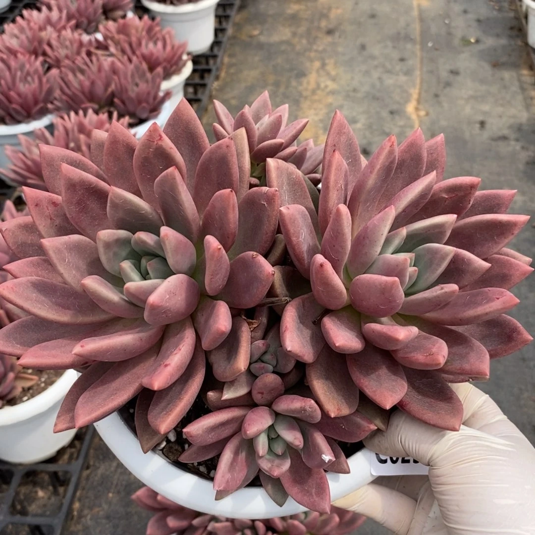 2511桃花源一物一拍