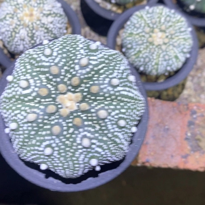 无花朵特价海星兜6.7cm