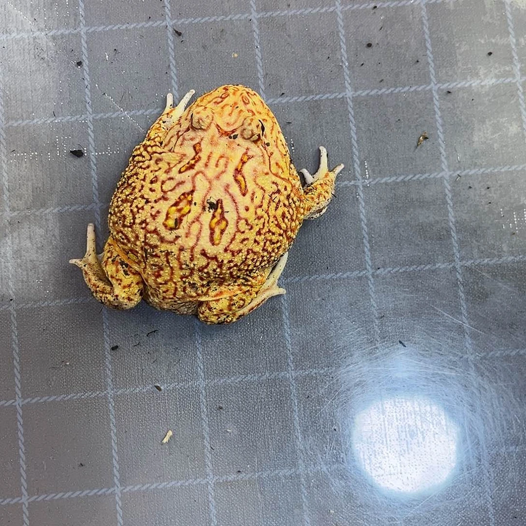 角蛙火龙角蛙专拍链接