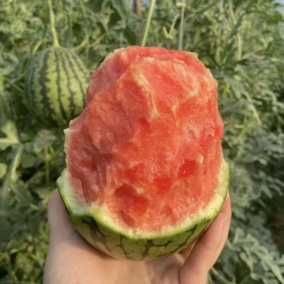 强丰禾圣冰糖籽小西瓜种子盆栽西瓜四季阳台可种小院香甜夏季