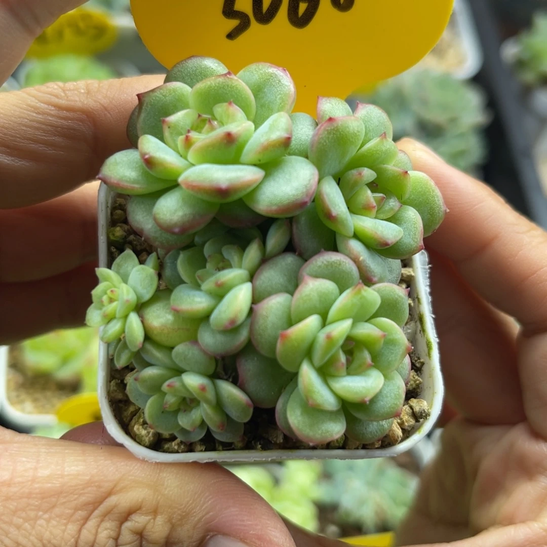沅芷珍妮6头群3068