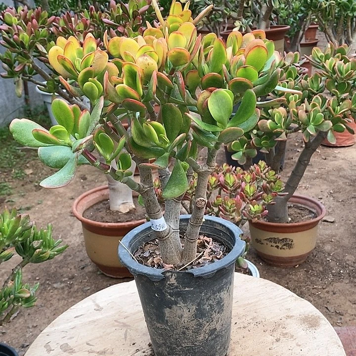 木*∽15元黄金花月