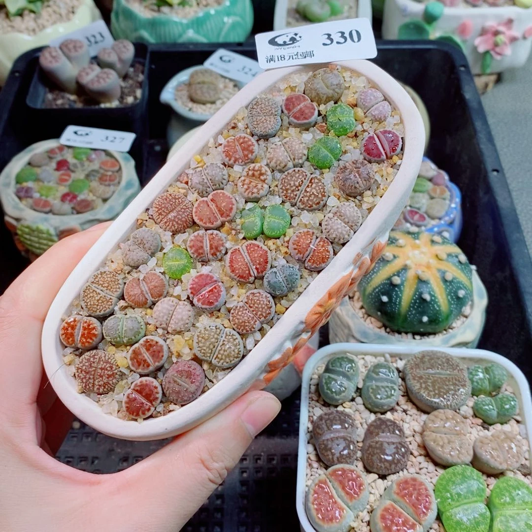 生石花花花花花330