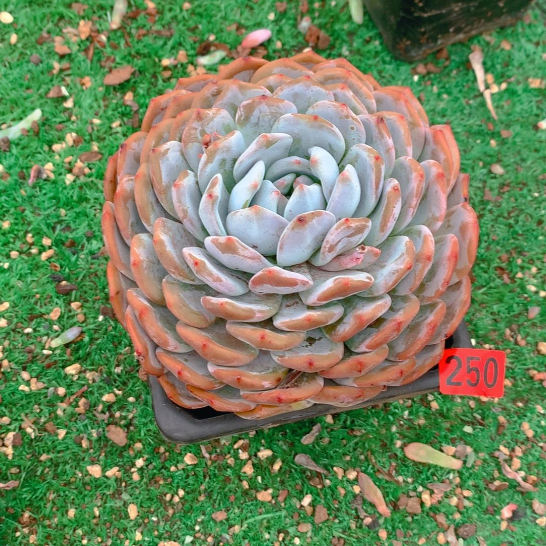 251橙子111111111111