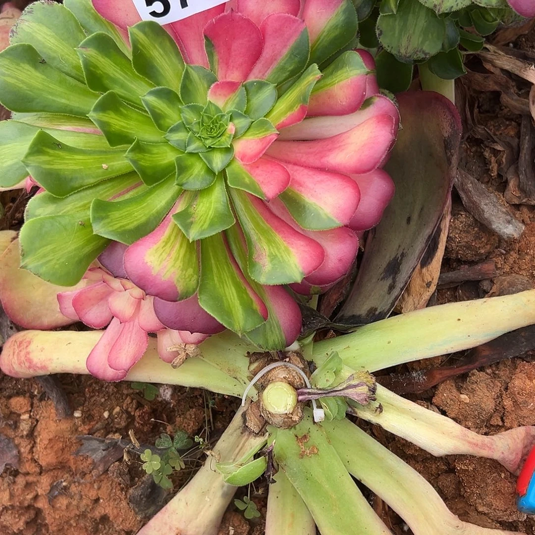 娟***精品多肉植物576知否