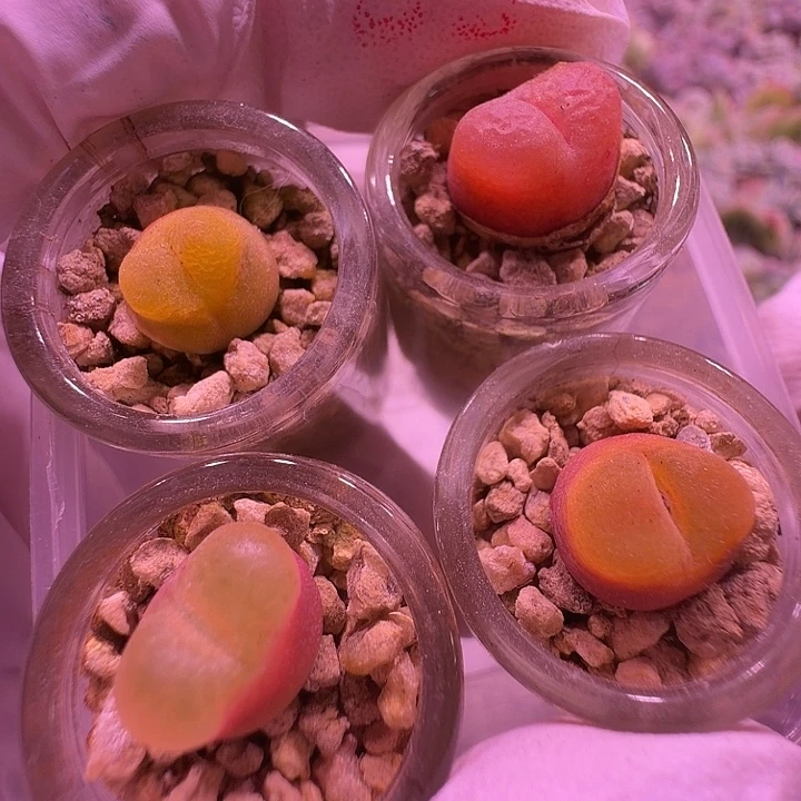 毛汉尼四色一物一拍放漏了！