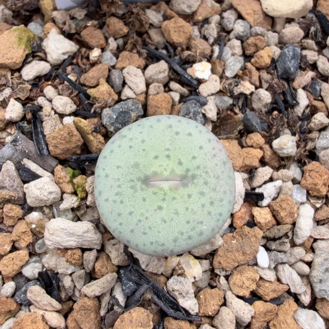 1454.33 奶油嘴 11-4-L20