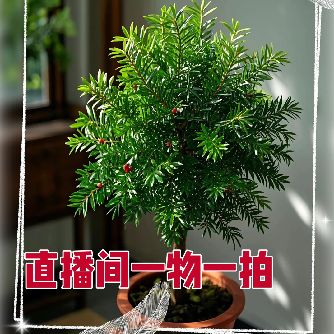 一物一拍曼地亚红豆杉盆栽耐寒室内外阳台庭院绿植盆景