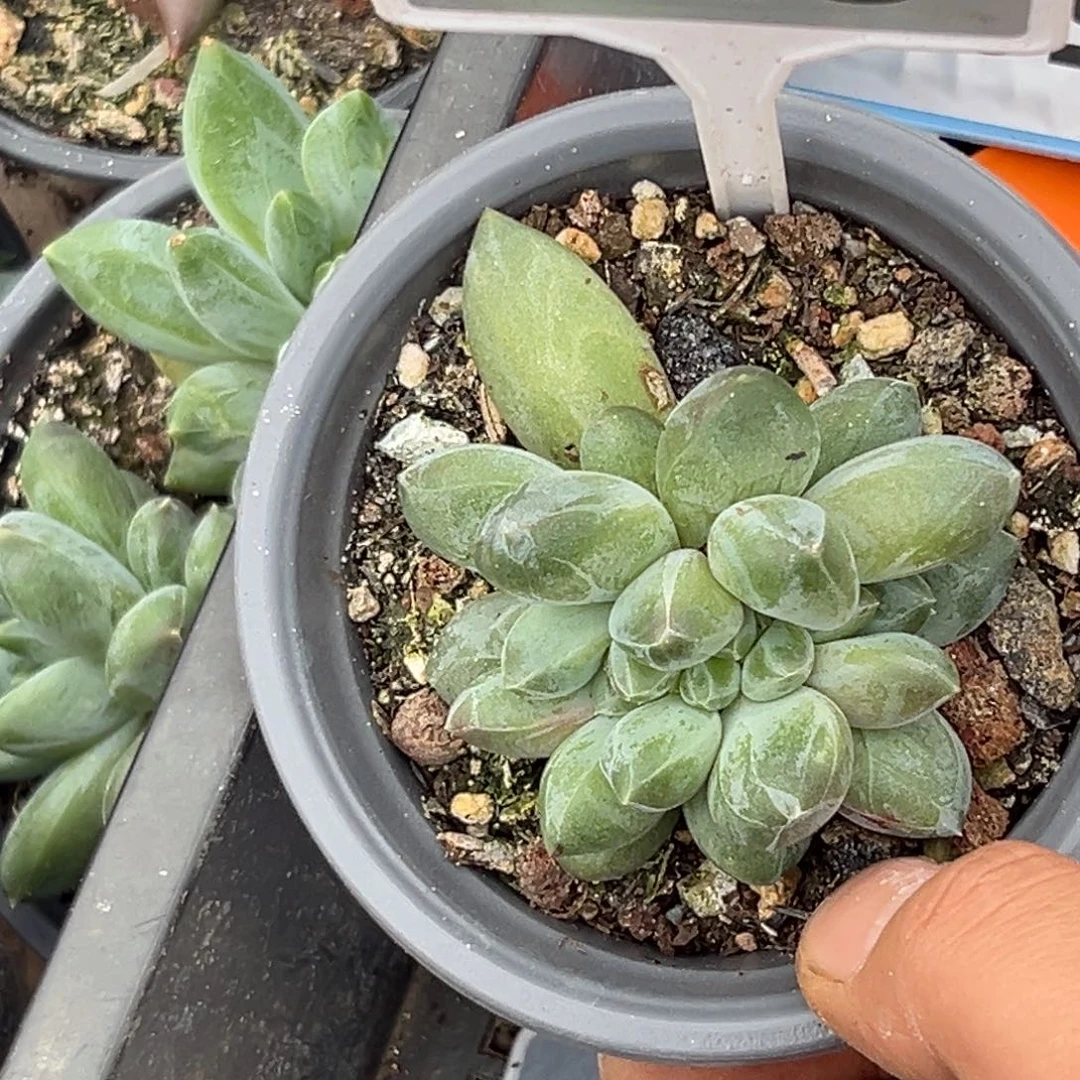 多肉植物重楼缀化649