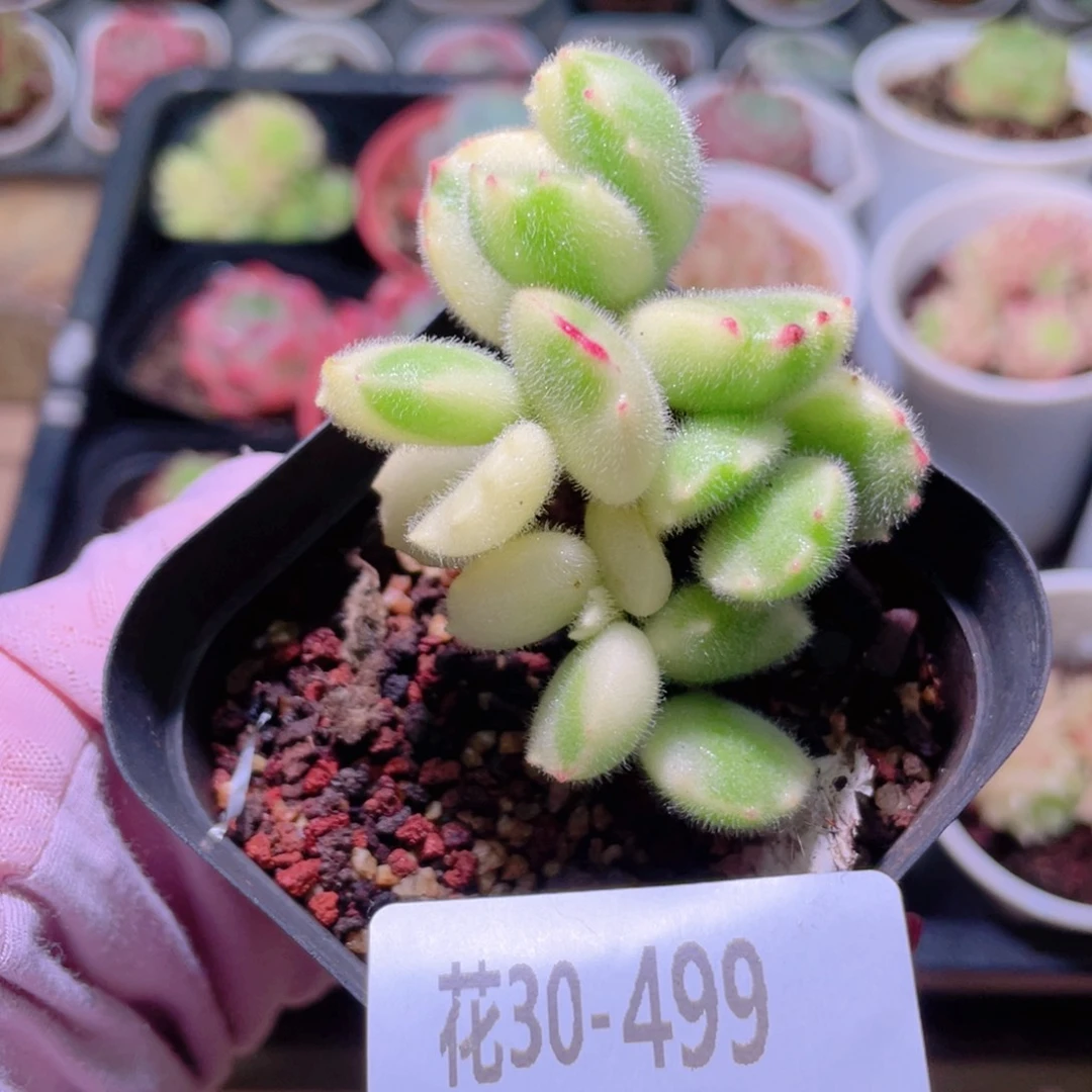 花利美30-499彩熊  不售后