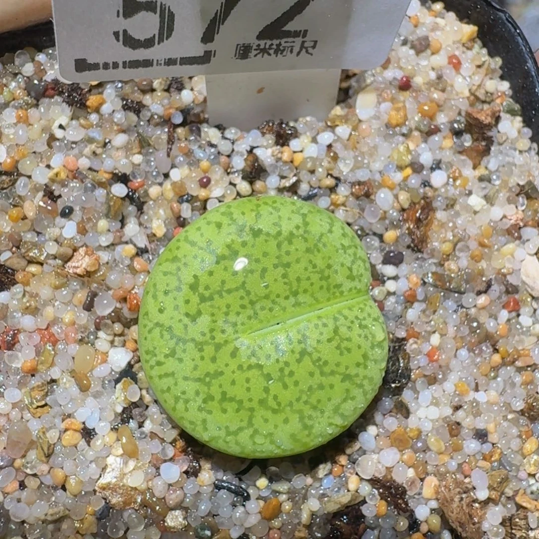小***乖zzzz精品生石花572