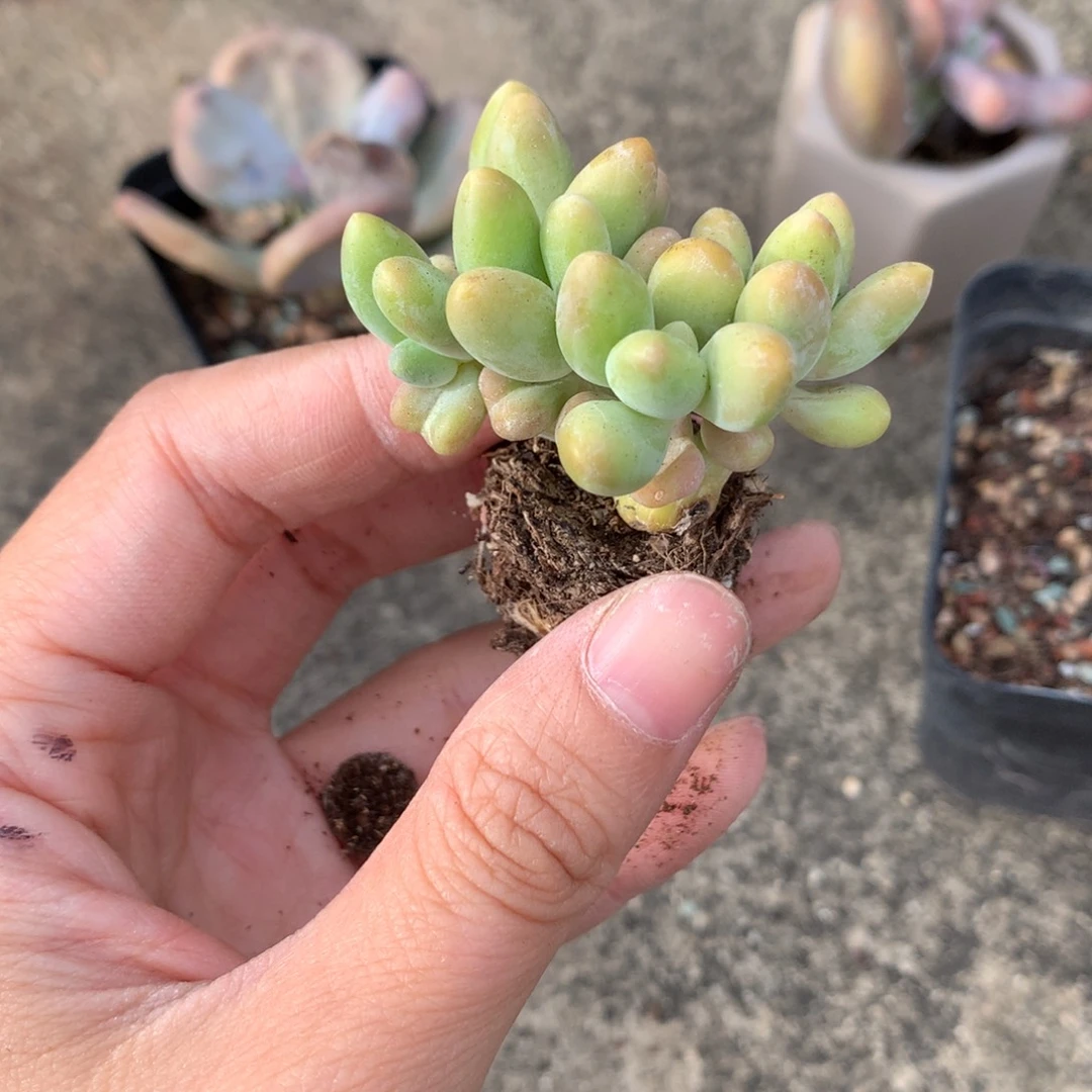芒果奶酪多肉 芒果奶