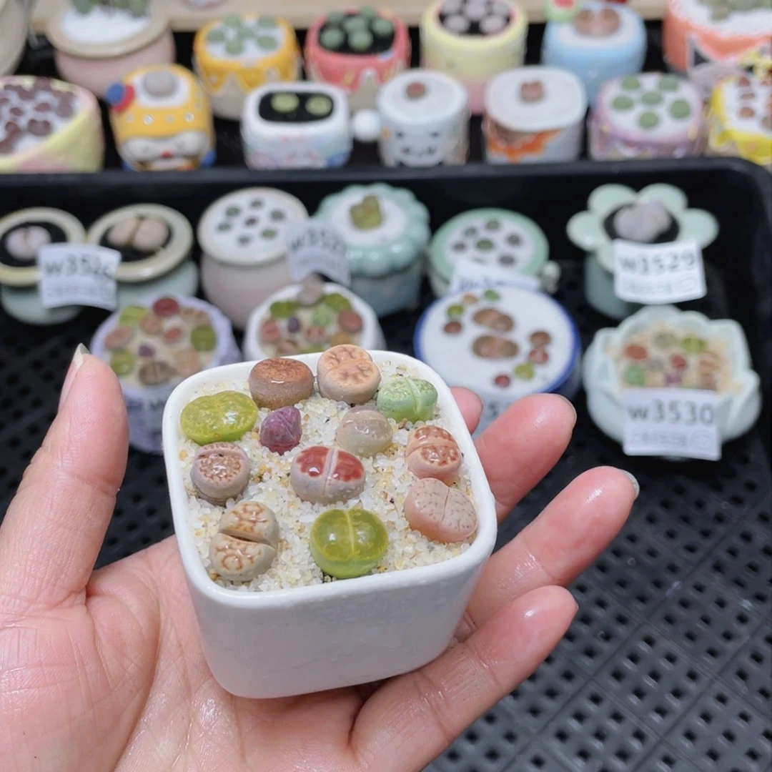 w3534 -零下地区拍保温箱-15支持寄养