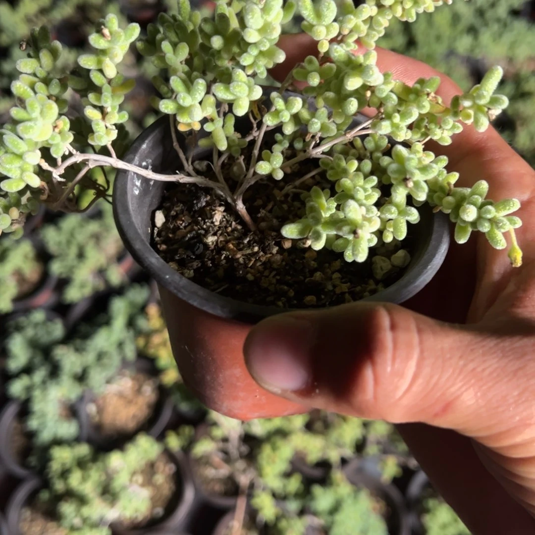 冰晶杂老桩90杯精品