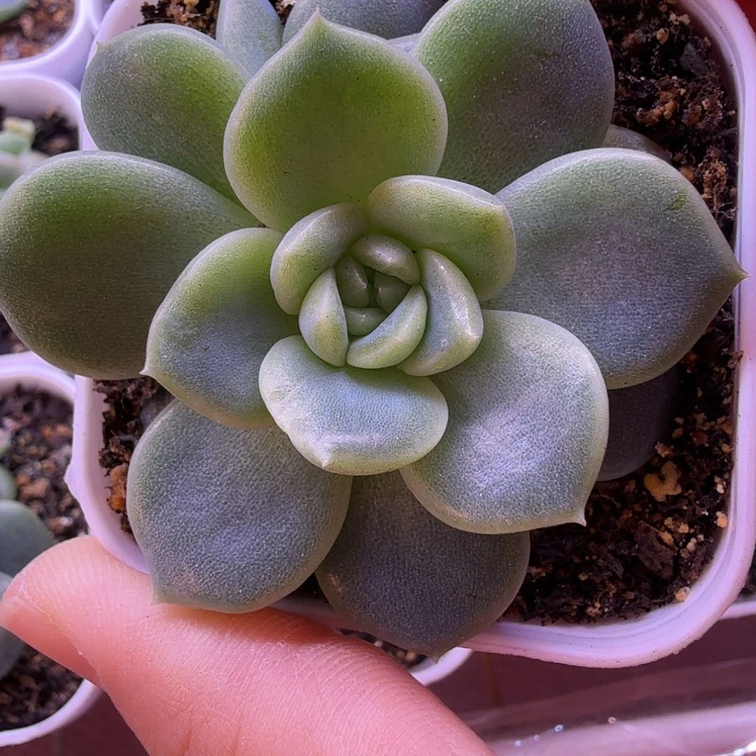 海洋之星a叶插苗一物一拍