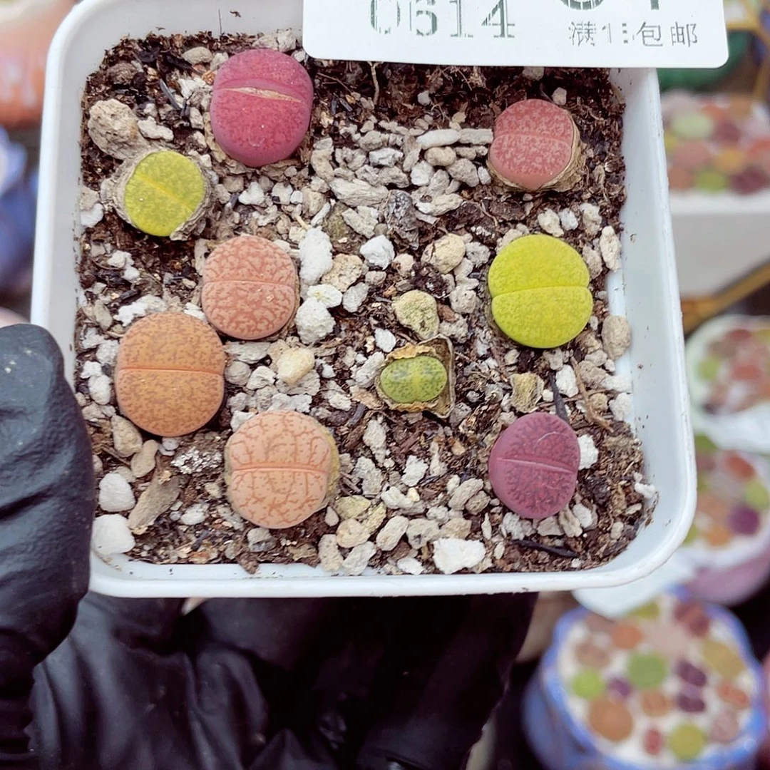 郎个18包邮0614-54