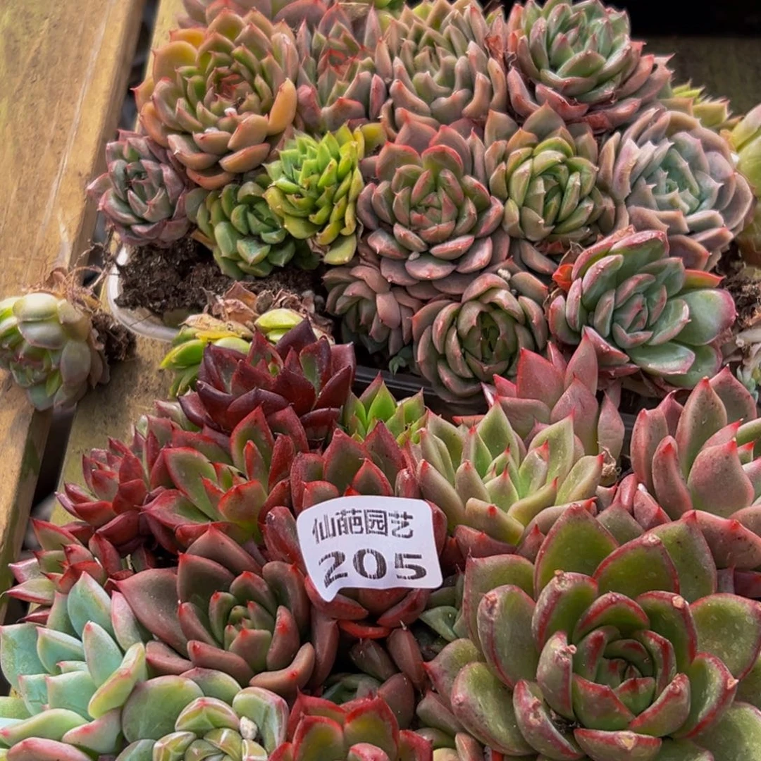 205点多的点点滴滴