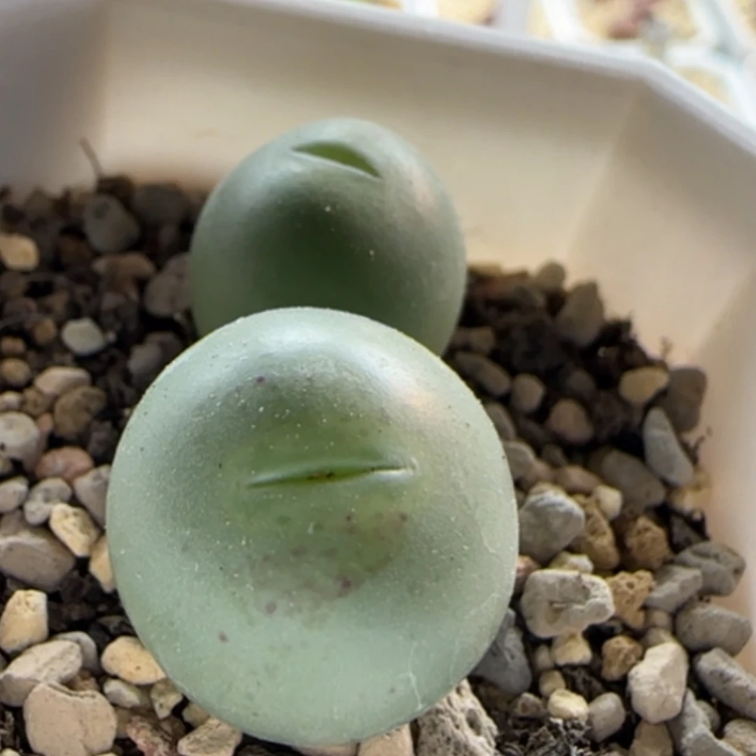 【闪购商品】21166