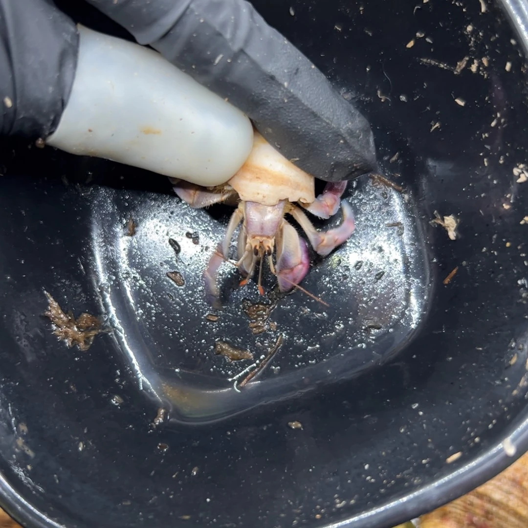 雨蒙专拍1.6口粉紫紫陆