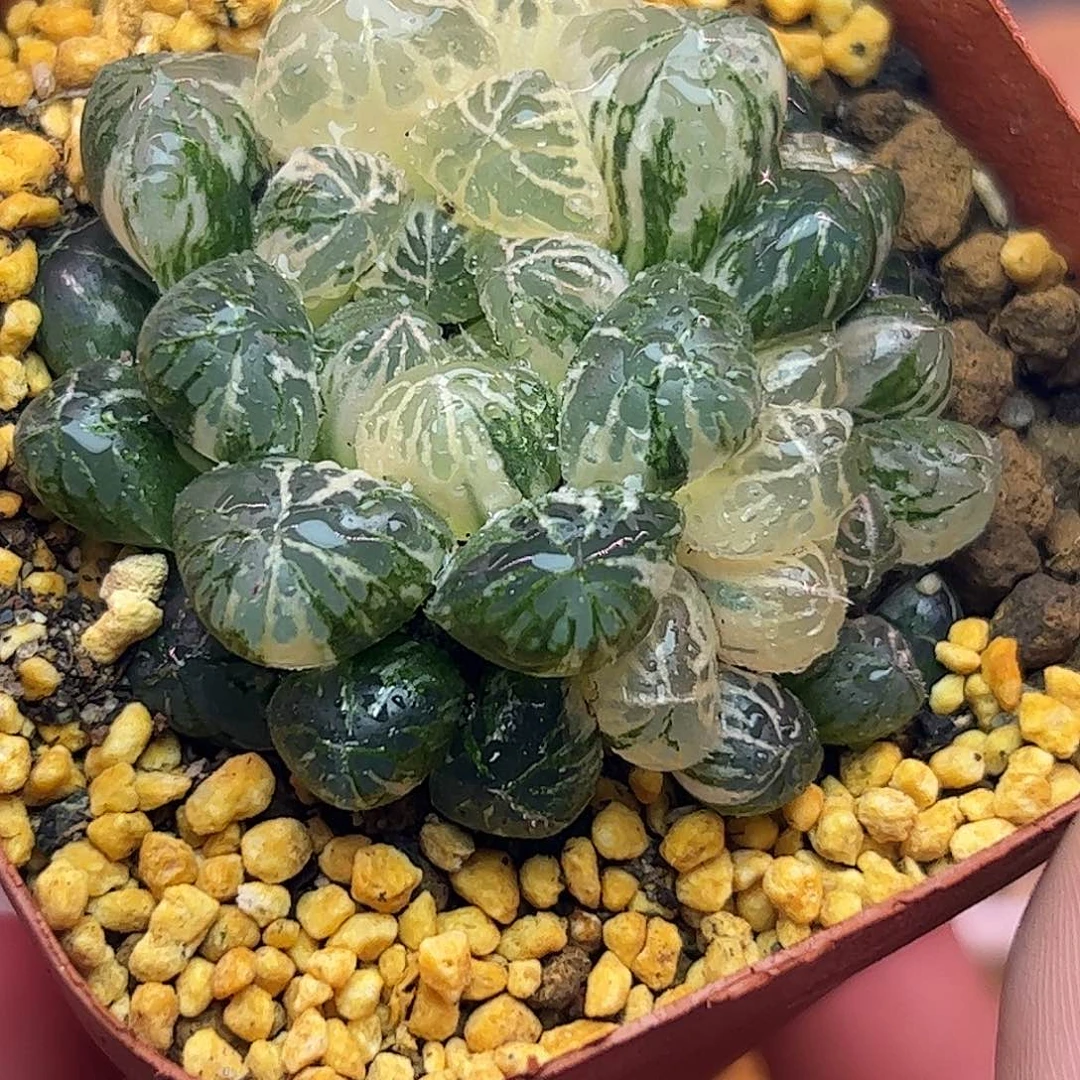 塑料皮锦十二卷多肉