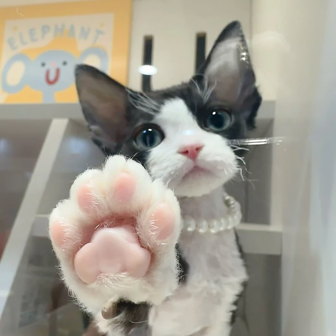 【佳德旺德文猫】德文卷毛猫活体链接黑白咖白蓝白海豹丁香三花活体