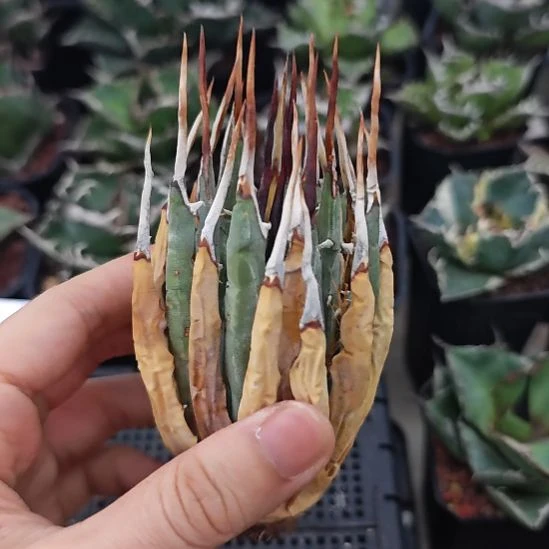 妖炎龙舌兰无根6CM