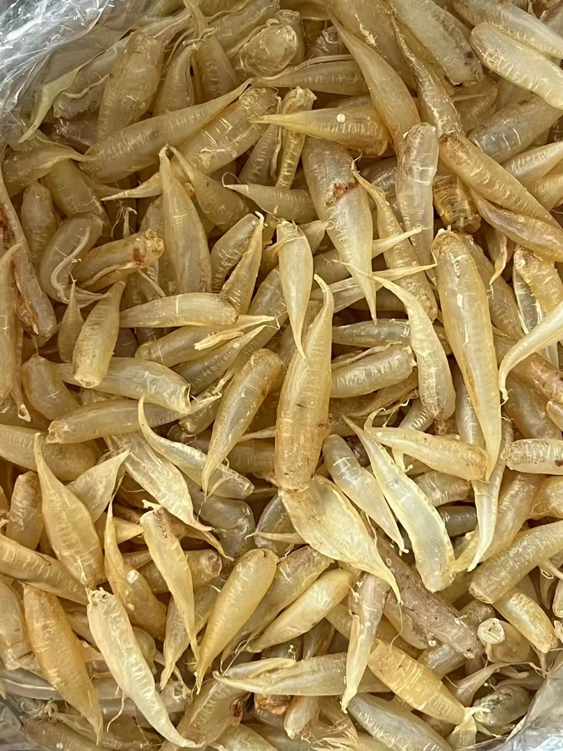 240头左右豆仁公老胶