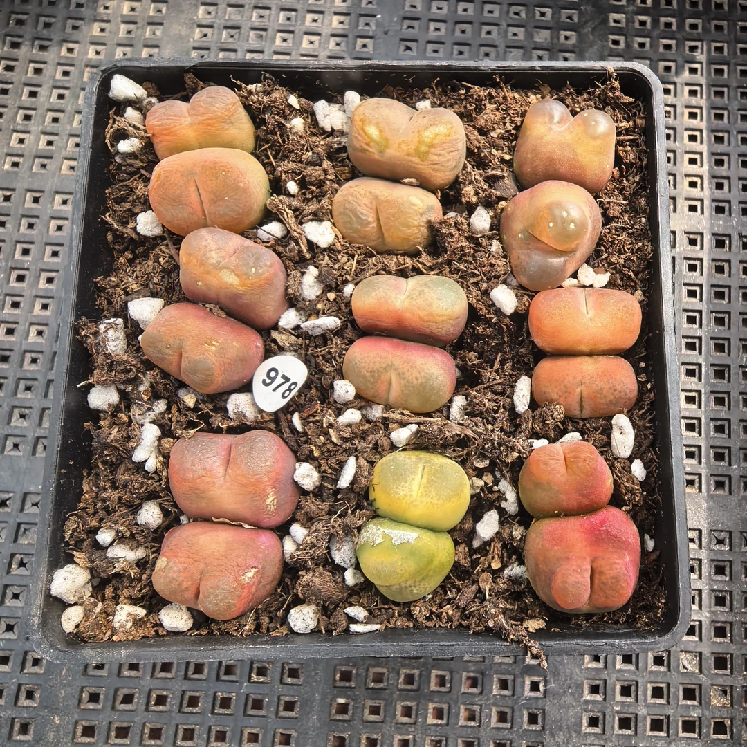 双头（疤）脱土多肉978