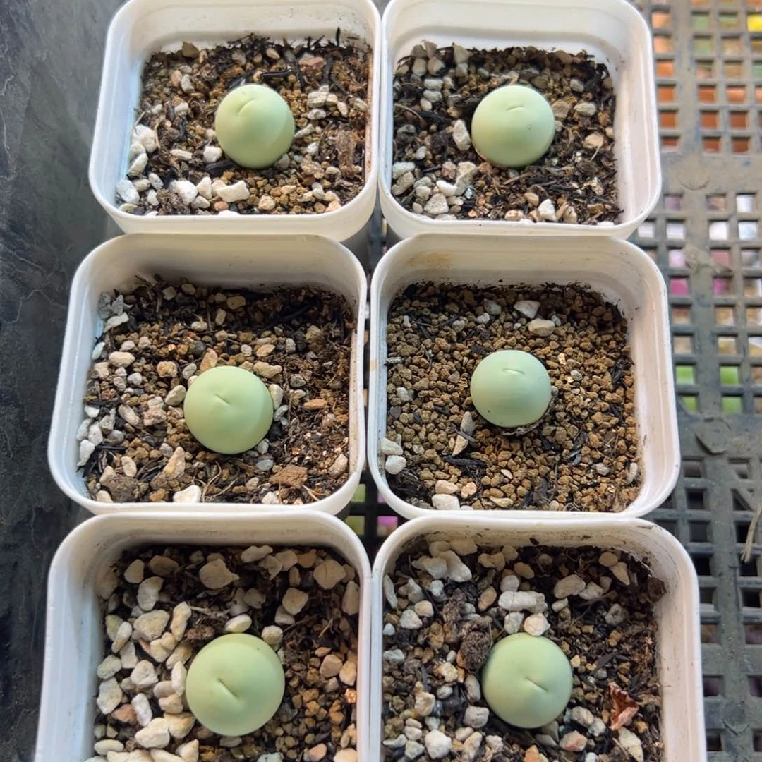 752多肉植物种类多样