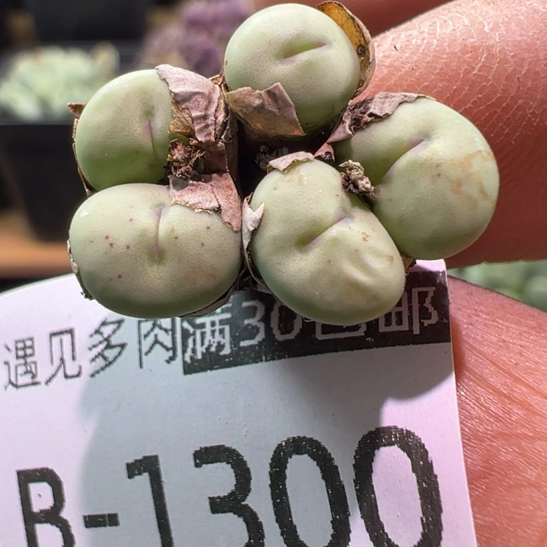 1300 多肉植物1111111111111