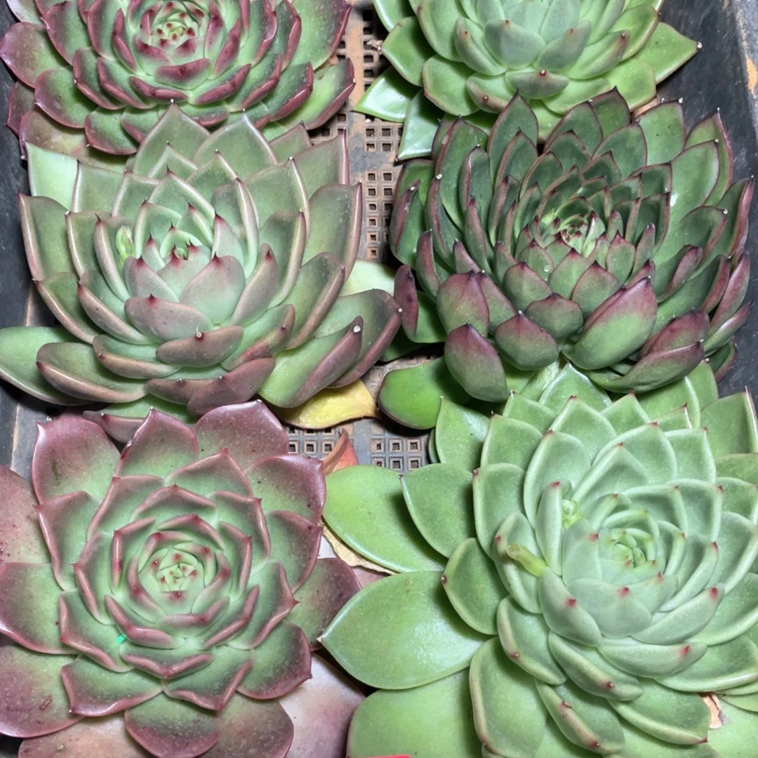 一筐特价福利不售后2522