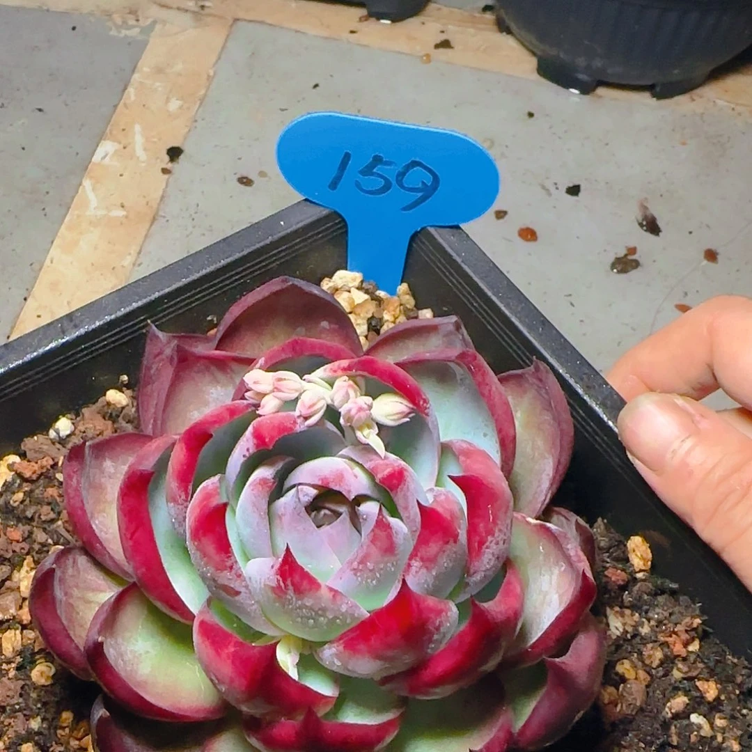 惊鸿仙子一物一拍159号