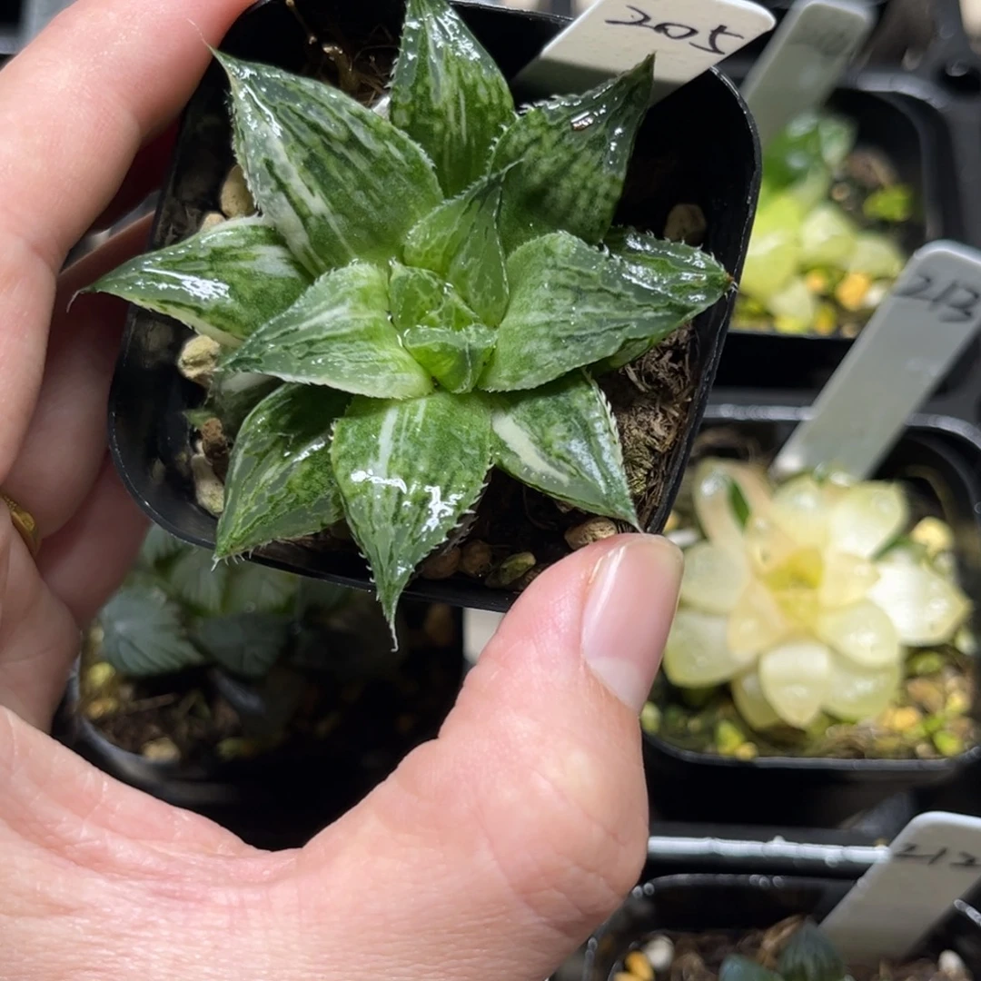 205实生寿锦一物一拍