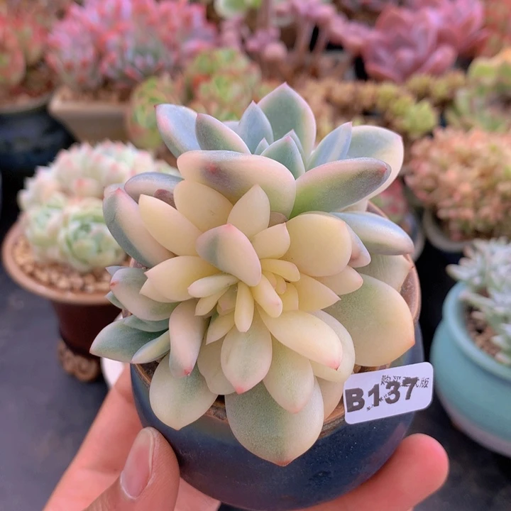 一物一拍含盆土满38包邮B137