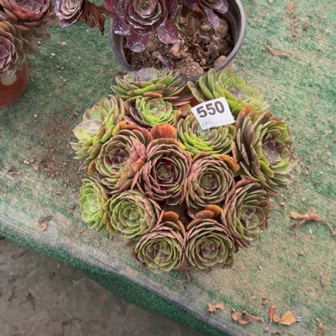 小***啦550花月夜朵朵多肉，