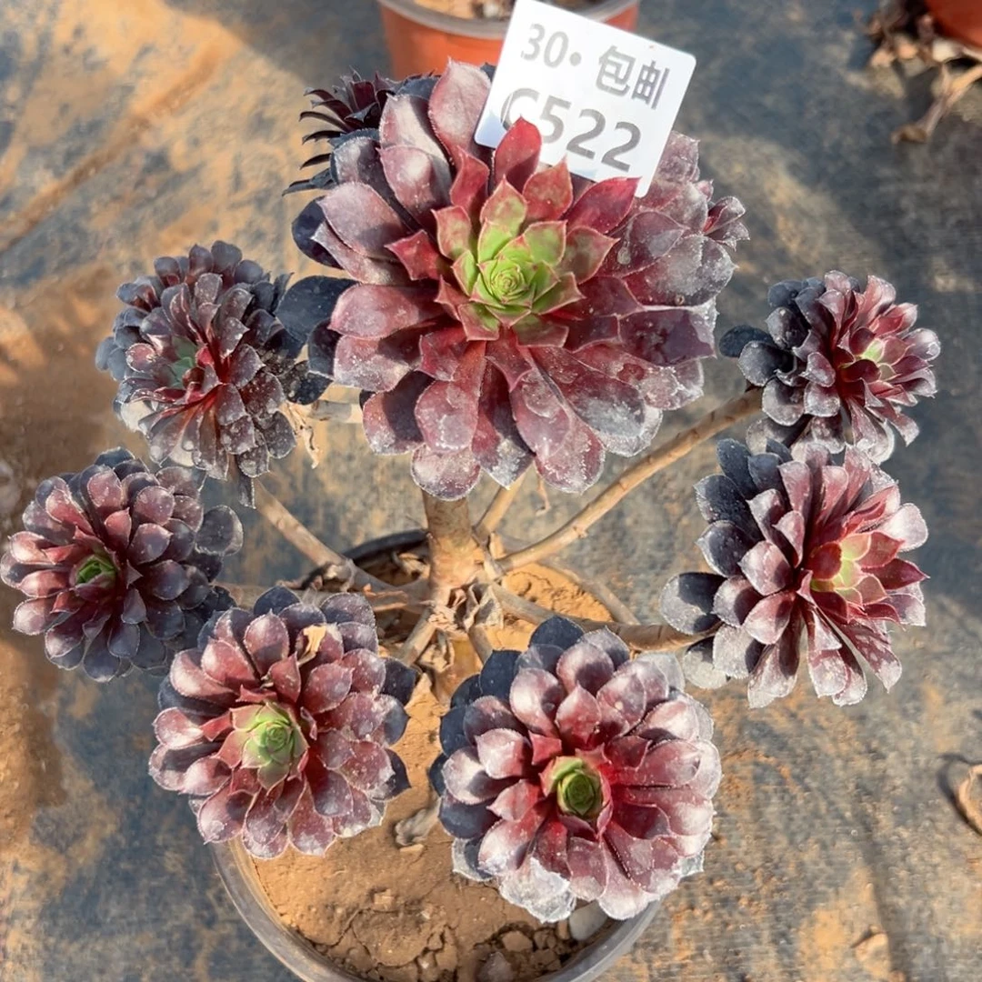 522黑铜多肉法师