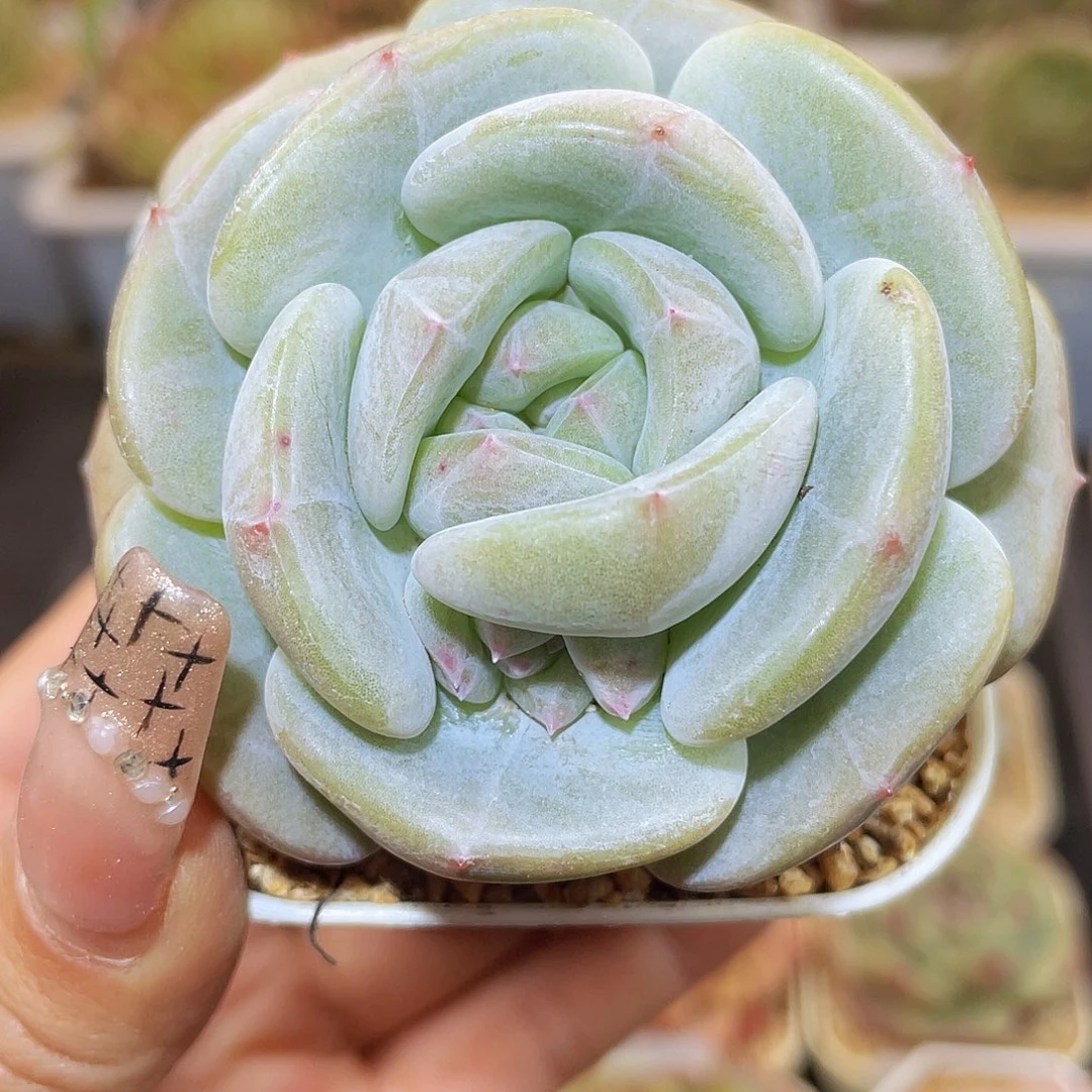 277花卷哈哈哈哈哈